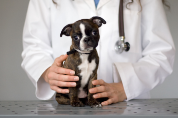 预防狗或幼犬感染犬细小病毒的8个提示